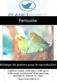 Melange-Perruche-reproduction7.jpg